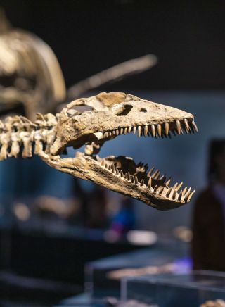 Australian National Maritime Museum - Darling Harbour - Dinosaur Skeleton